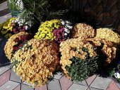 Butasi crizanteme tricolor